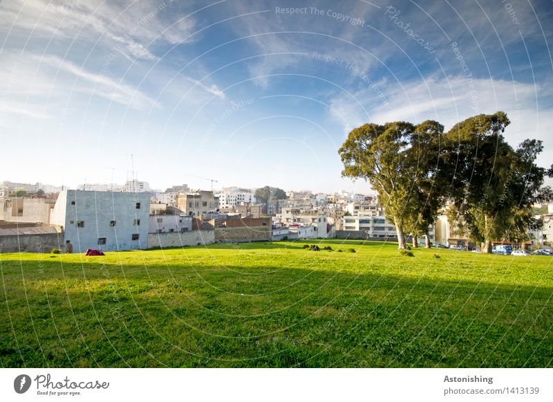 the trees guard the city Environment Nature Plant Air Sky Clouds Horizon Sun Summer Weather Beautiful weather Tree Park Meadow Tangiers Morocco Town Old town