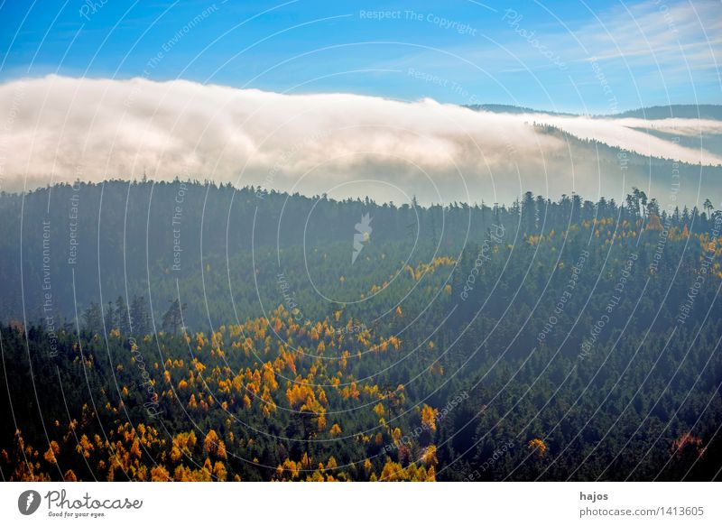 View of the autumnal forests of the Vosges Mountains Tourism Far-off places Nature Sky Autumn Fog Tree Leaf Forest Hill Blue Yellow Rocher de Dabo France Alsace