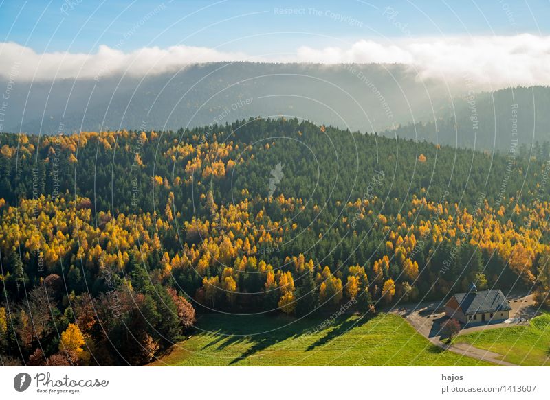 View autumnally discoloured forests of the Vosges Mountains Tourism Far-off places Nature Autumn Fog Tree Leaf Forest Hill Blue Yellow Rocher de Dabo France