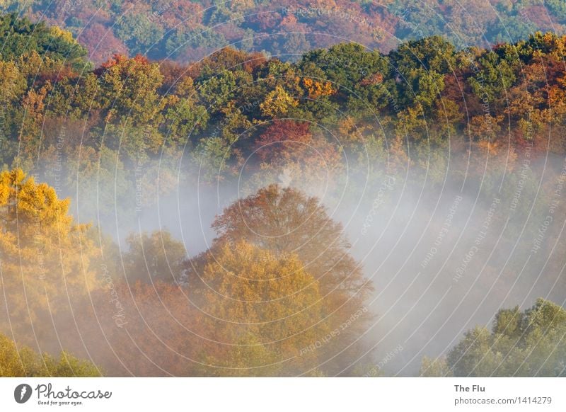 The oak was already standing there in the foggy dress Environment Nature Landscape Plant Sunlight Autumn Beautiful weather Fog Tree Deciduous tree