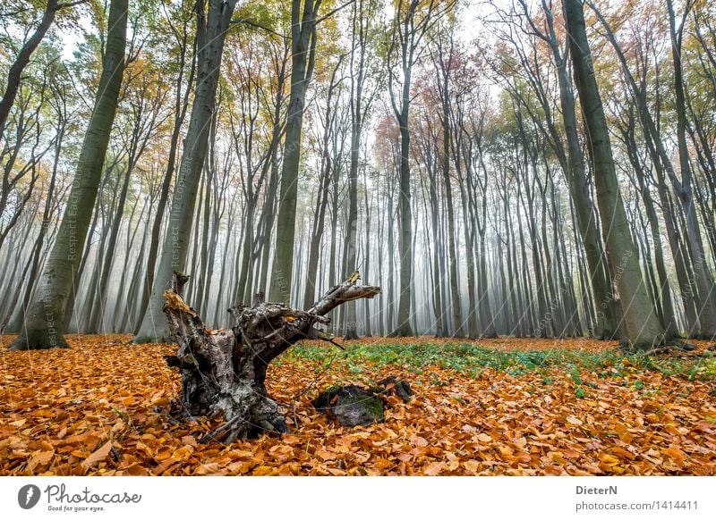 Skywards Autumn Fog Tree Forest Coast Baltic Sea Brown Gray Green Ghost forest Mecklenburg-Western Pomerania Nienhagen Colour photo Multicoloured Exterior shot