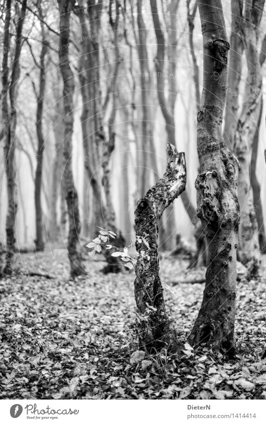 1 1/2 Nature Landscape Autumn Fog Tree Forest Baltic Sea Gray Black White Ghost forest Mecklenburg-Western Pomerania Nienhagen Leaf Black & white photo