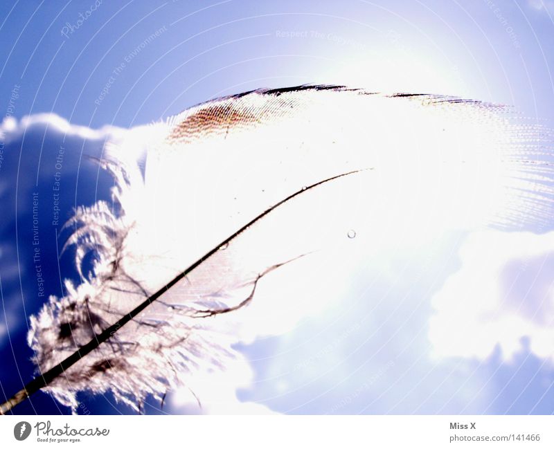 as light as a feather Colour photo Exterior shot Light Summer Sun Sky Clouds Beautiful weather Wind Bird Flying Soft Blue White Ease Feather Easy Fuzz Smooth