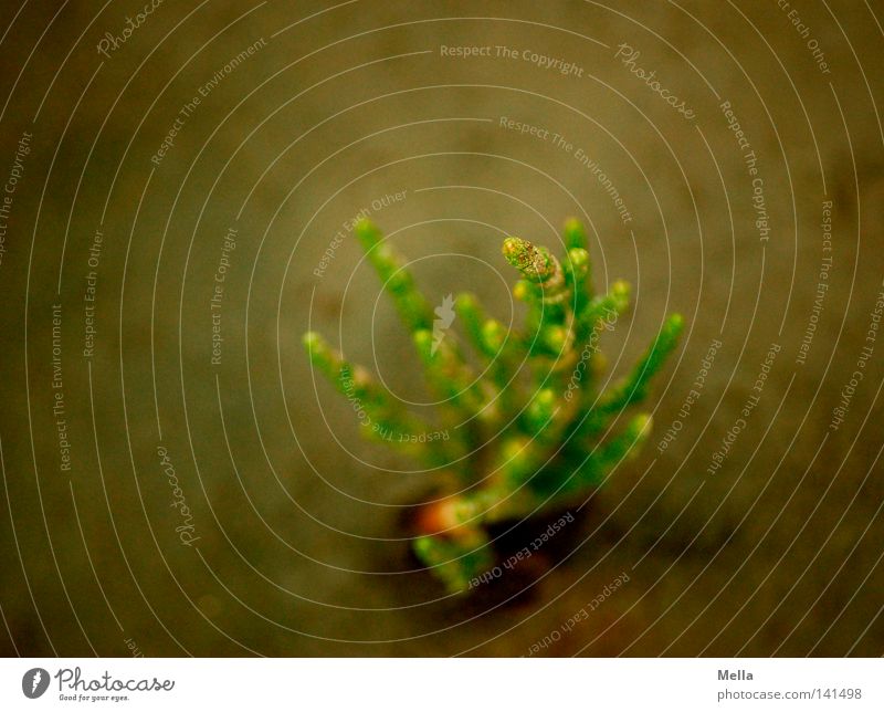 wadden plant Plant Mud flats Beach Coast Ocean Bottom of the sea Low tide Tide Green Brown Sand Slick Under Bird's-eye view Perspective Earth glasswort