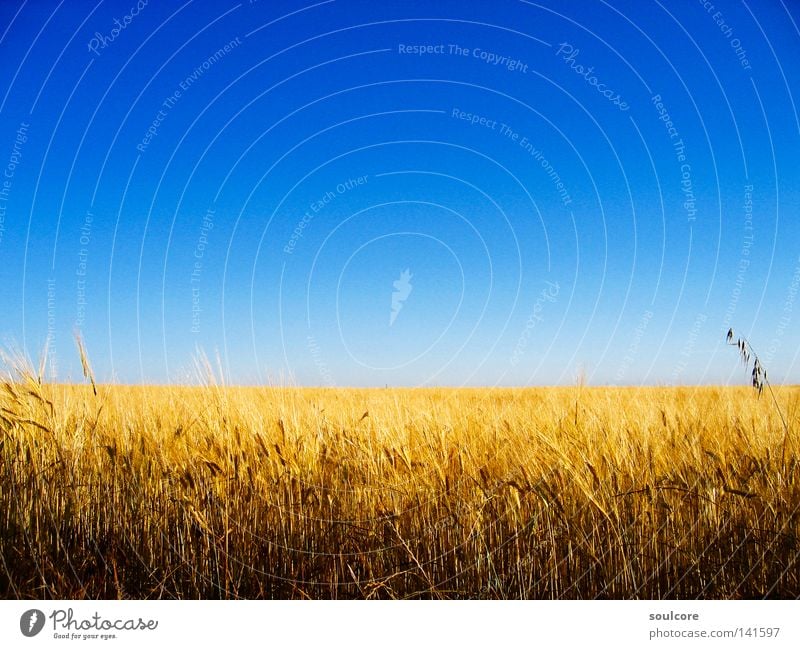 horizon Cornfield Grain Field Horizon Agriculture Colour Spain Yellow Blue Sky