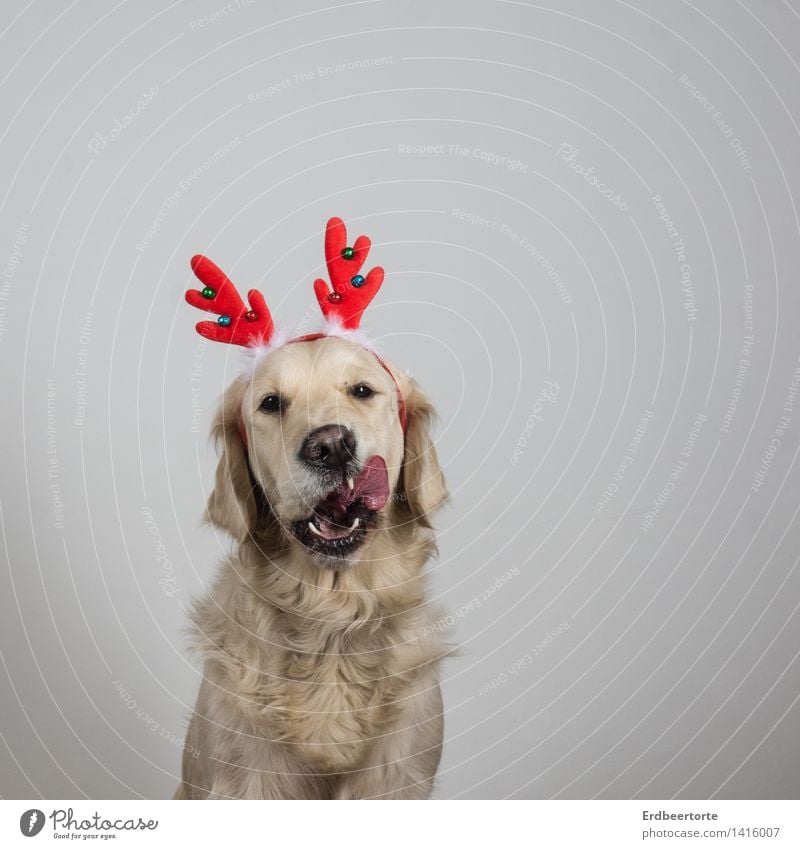 anticipation Animal Pet Dog Animal face Pelt 1 To feed Beautiful Funny Joy Anticipation Christmas & Advent Reindeer Antlers Golden Retriever Costume cladding
