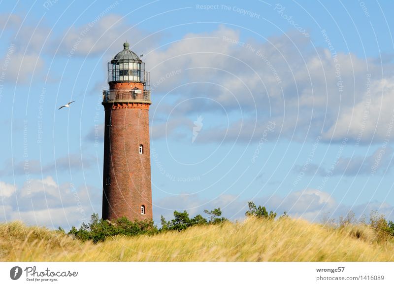 Lighthouse Darßer Ort Coast Baltic Sea Dune Manmade structures Architecture Tourist Attraction Large Tall Blue Brown Multicoloured Yellow Gray Green Beacon