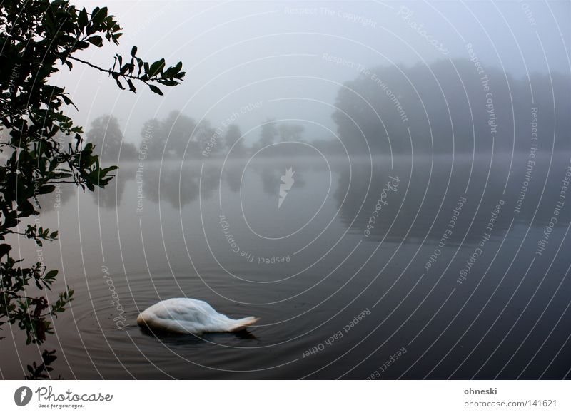 swan lake Swan Headless Dive Bog Fog Morning Calm Grief Tree Water Gloomy Reflection Nature Landscape Land Feature Lake Gray White Plant Peace Transience