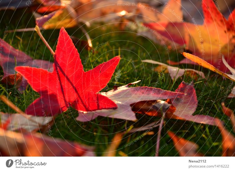 Autumn greeting Environment Nature Animal Earth Climate Weather Beautiful weather Tree Leaf Garden Park Meadow Field Forest Red Grass Colour photo Exterior shot