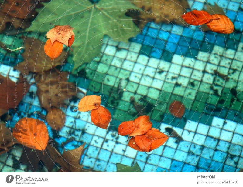 Off-season. Ravages of time Tile Blue Water Leaf Autumn Timeless Contrast Physics Cold Bathroom Open-air swimming pool Transience Past Maple leaf Death Life