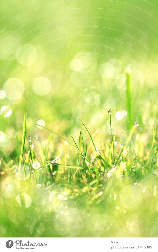 Wiesenbokeh Nature Plant Drops of water Grass Meadow Bright Green Dew Colour photo Multicoloured Exterior shot Macro (Extreme close-up) Deserted Morning Light