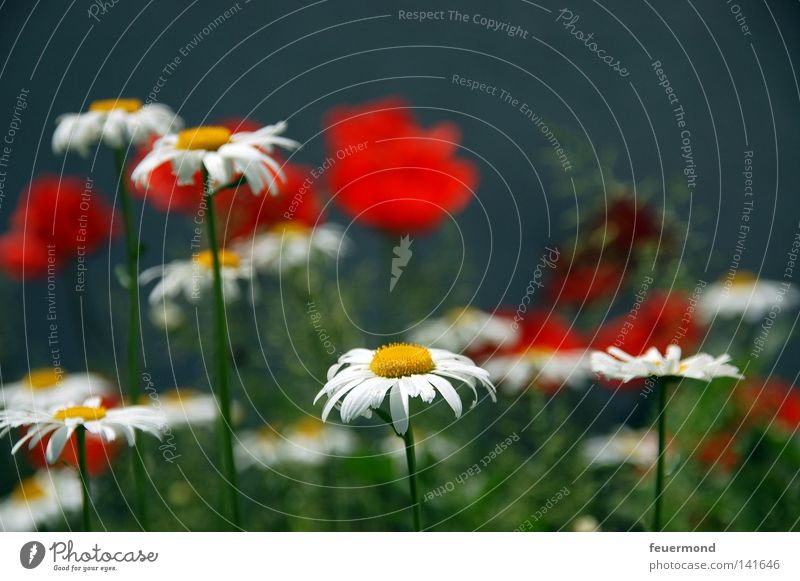 summer delight Summer Poppy Red Marguerite Flower Flower meadow Gardening Blossom Grass Beautiful weather Joy