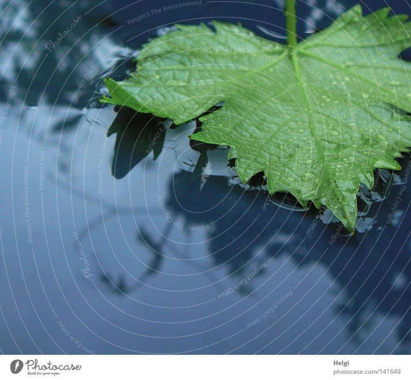 green vine leaf lies in a puddle of water after the rain Rain Water Wet Thunder and lightning Thundery shower Leaf Vine leaf Vessel To fall Lie Drops of water