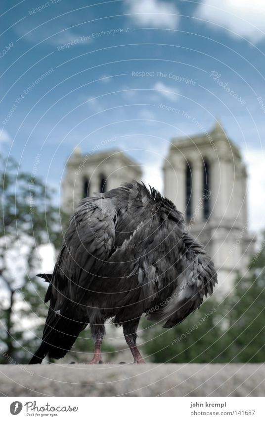 the revolution eats its children Pigeon Headless Notre Dame Paris France Florence Clouds Blue Bridge Pont du Carrousel Landmark Monument Bird