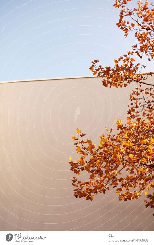 Golden October Environment Nature Sky Cloudless sky Autumn Beautiful weather Tree Leaf Wall (barrier) Wall (building) Colour photo Exterior shot Deserted