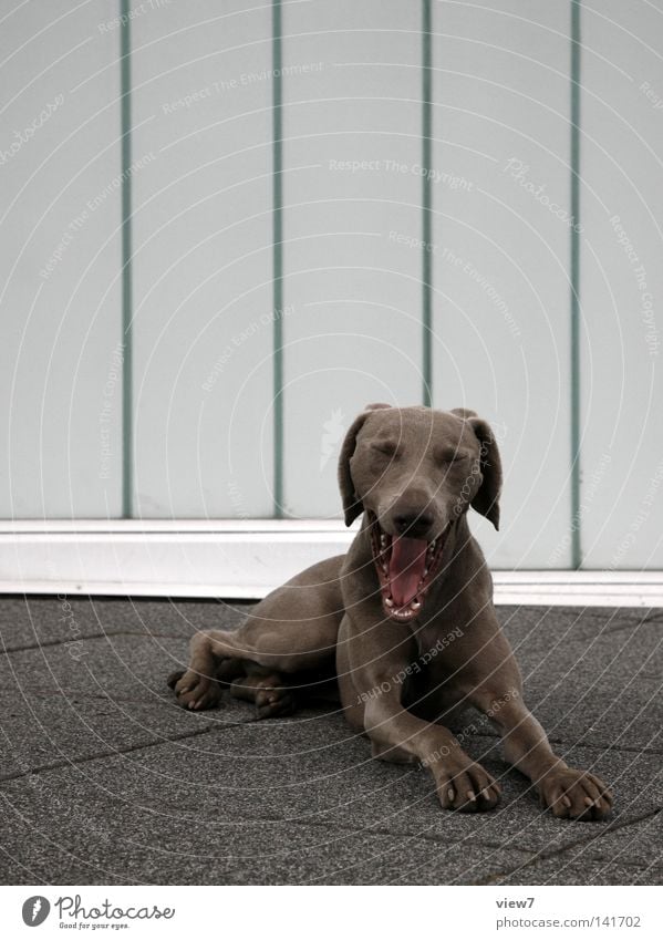 Robbery dog [Weimar08] Dog Animal face Yawn Muzzle Snout Hound Fine Beautiful Background picture Floor covering Ground Stone Pelt Ear Set of teeth Tongue Fang