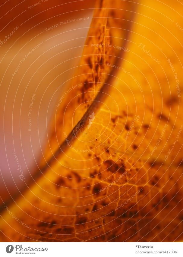 leaf Nature Plant Autumn Leaf Garden Park Forest Esthetic Brown Yellow Orange Colour photo Subdued colour Exterior shot Macro (Extreme close-up) Deserted Day