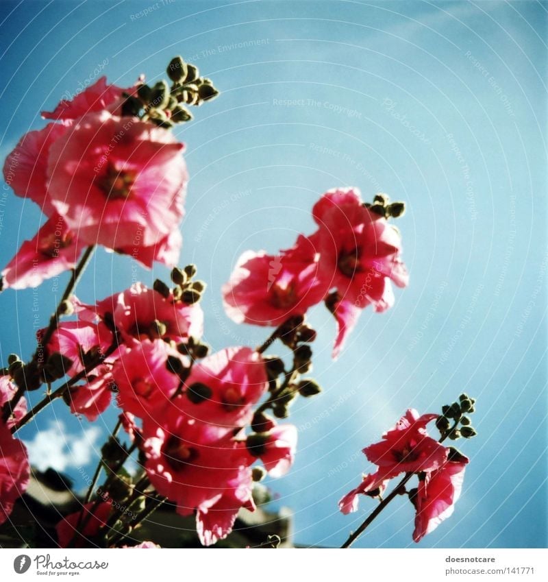 anything. Plant Sky Flower Blossom Pink Hollyhock Medium format Analog Roll film Althaea rosea Nature Blue Beautiful weather Summer Colour photo Multicoloured