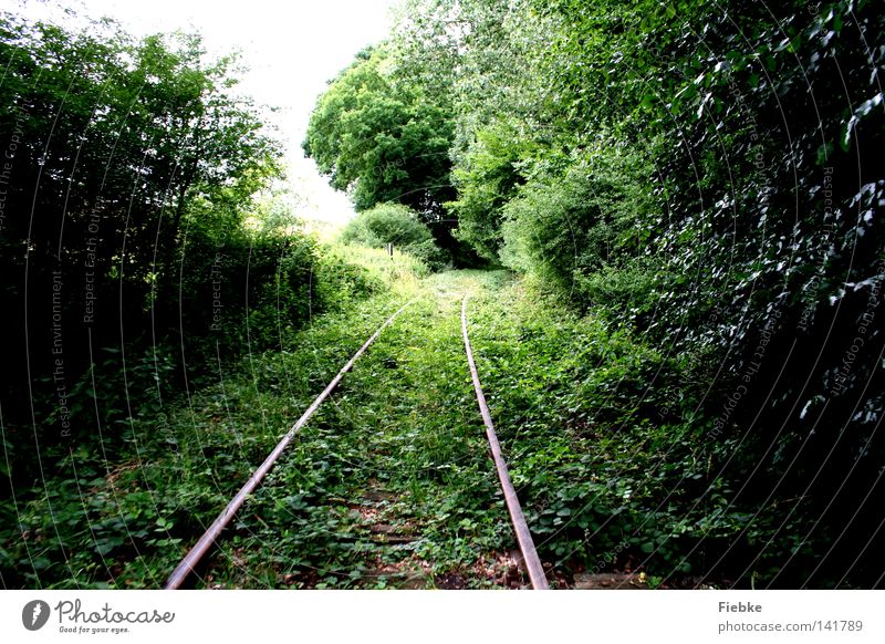 overgrown Railroad tracks Forest Growth Vanished Nature Leaf Green Cave Parallel Line Bushes Grass Branchage Twigs and branches Tree trunk Wood Doomed