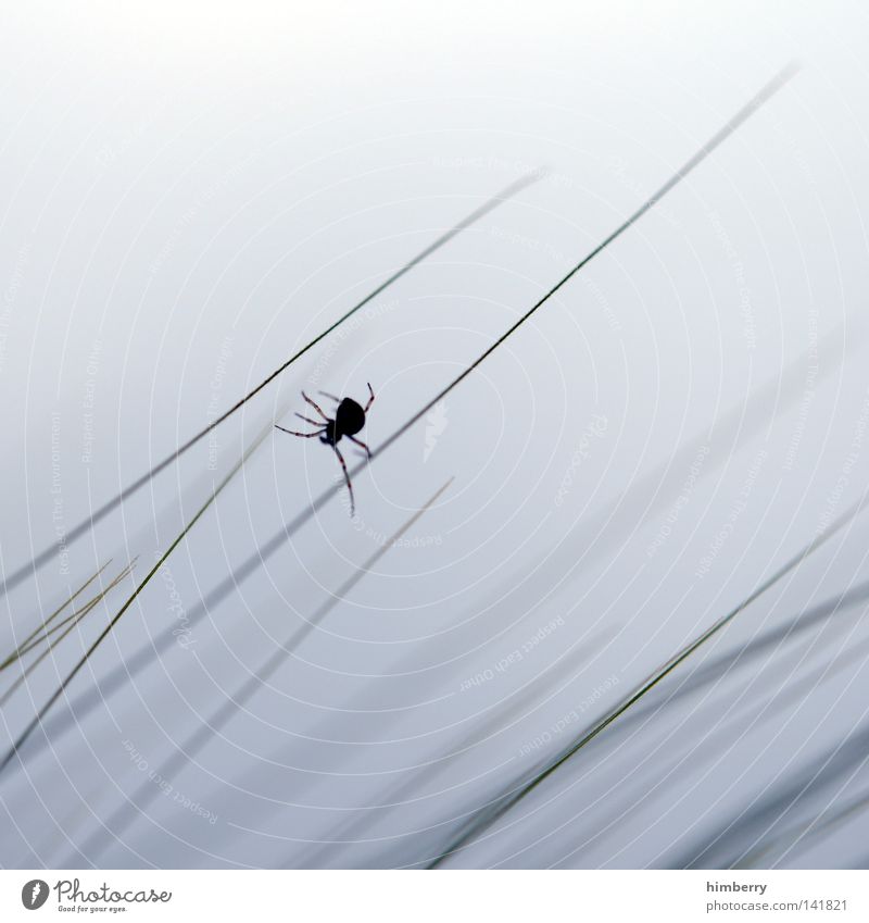 junior art director Spider Animal Grass Blade of grass Nature Free Freedom White Field Park Hunter Trapper Sky Clouds Woven Weave Spin Silk Sewing thread
