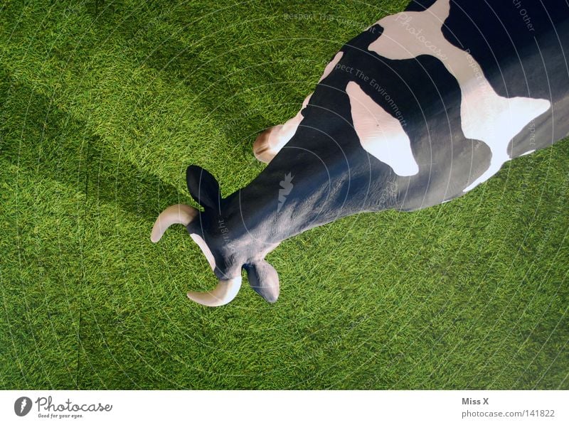 moo Colour photo Exterior shot Interior shot Grass Cow Observe Large Above Under Green Black White False Antlers Bull Bullock Calf Lawn Grass green Pasture