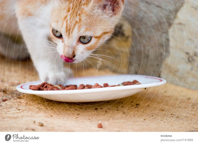cat eating Cat Feed Pelt Soft Yellow White Lick Cute Mammal Nutrition Tongue