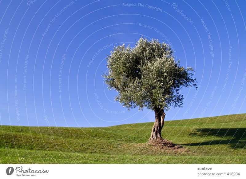 Beautiful lonely tree on the hill under a clear blue sky Relaxation Calm Garden Environment Nature Landscape Plant Cloudless sky Sunlight Spring Summer