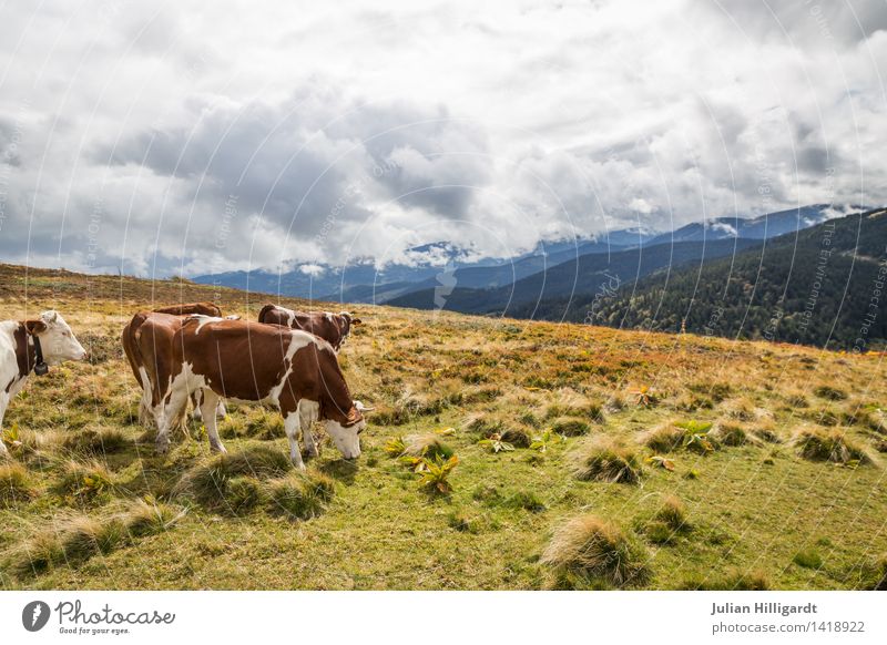 Cow on pasture2 Lifestyle Leisure and hobbies Vacation & Travel Trip Summer vacation Mountain Hiking Environment Nature Landscape Animal Farm animal 1 Muscular