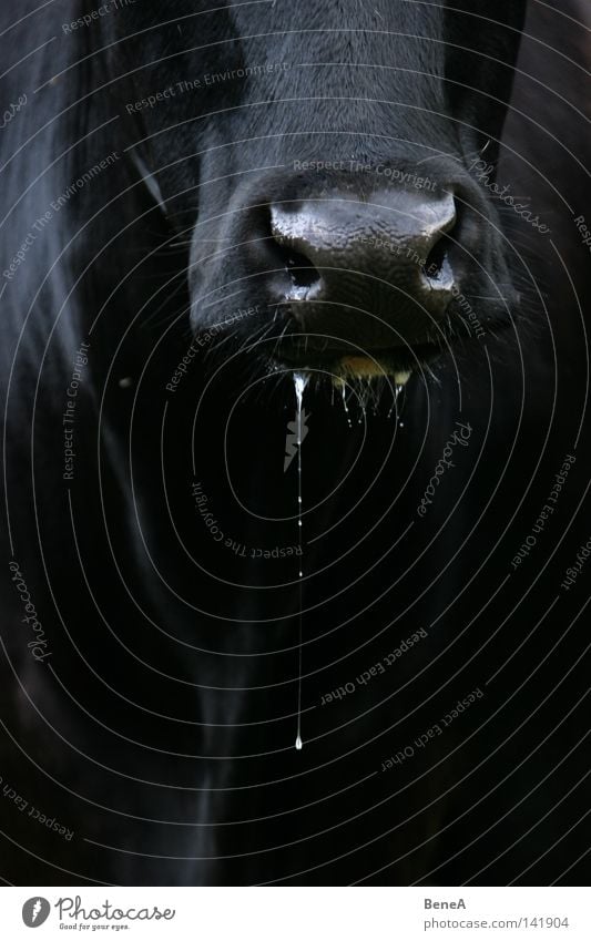 drool Cow Saliva Drops of water Snout Mouth Nose Front side Animal face Detail Section of image Partially visible Black Dark Contrast Nutrition Ruminant Cattle