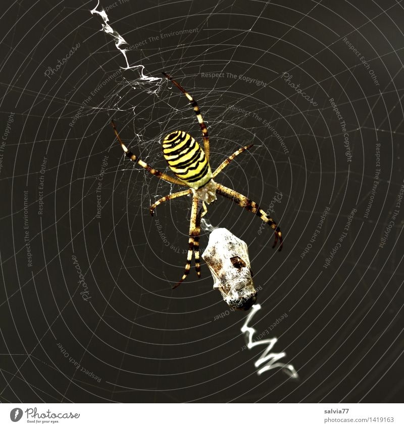 Successful Animal Spider Black-and-yellow argiope 1 Observe To feed Hunting Fight Esthetic Exceptional Threat Exotic Smart Beautiful Yellow Attentive