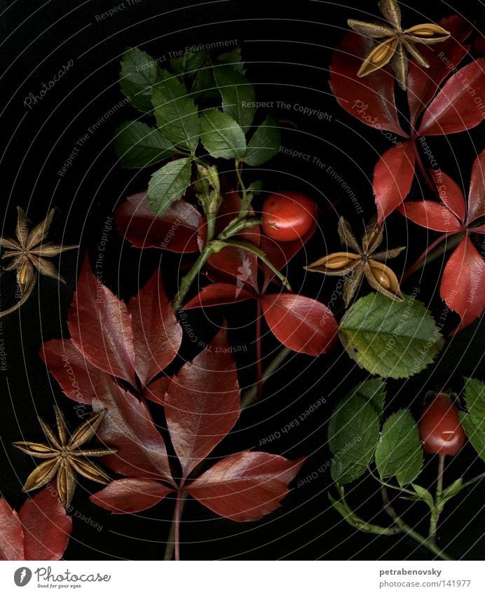 autumn feelings Red Autumn leaves Still Life Green Leaf aniseed Medicinal plant Weed Dog rose