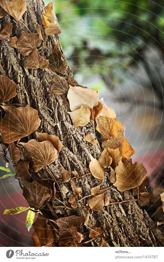 Withering ivy in autumn Tree Wild plant Tree trunk Creeper Tendril Tree bark Ivy Brown Climbing Upward Nature twilight years leaves Autumn autumn leaves