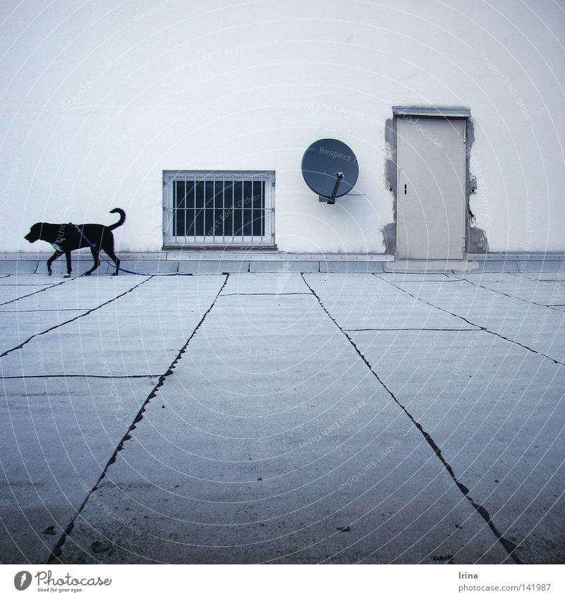 &lt;font color="#ffff00"&gt;-=I´ve=- sync:ßÇÈâÈâ Living or residing Television Window Door Satellite dish Dog Black White Loneliness Roof terrace Grating