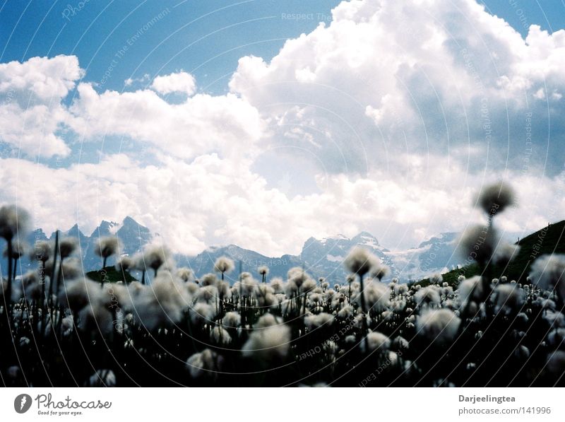 flower mountains Clouds Meadow Flower Blossom White Switzerland Mountain Sky Blue Alps