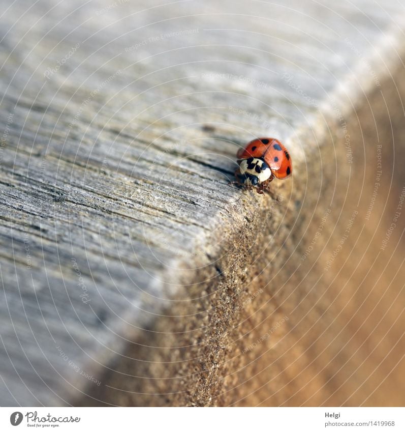 Edge runner | Helgiland II Nature Autumn Beautiful weather Animal Beetle Ladybird 1 Table Table edge Wood Crawl Simple Uniqueness Small Natural Brown Gray Red