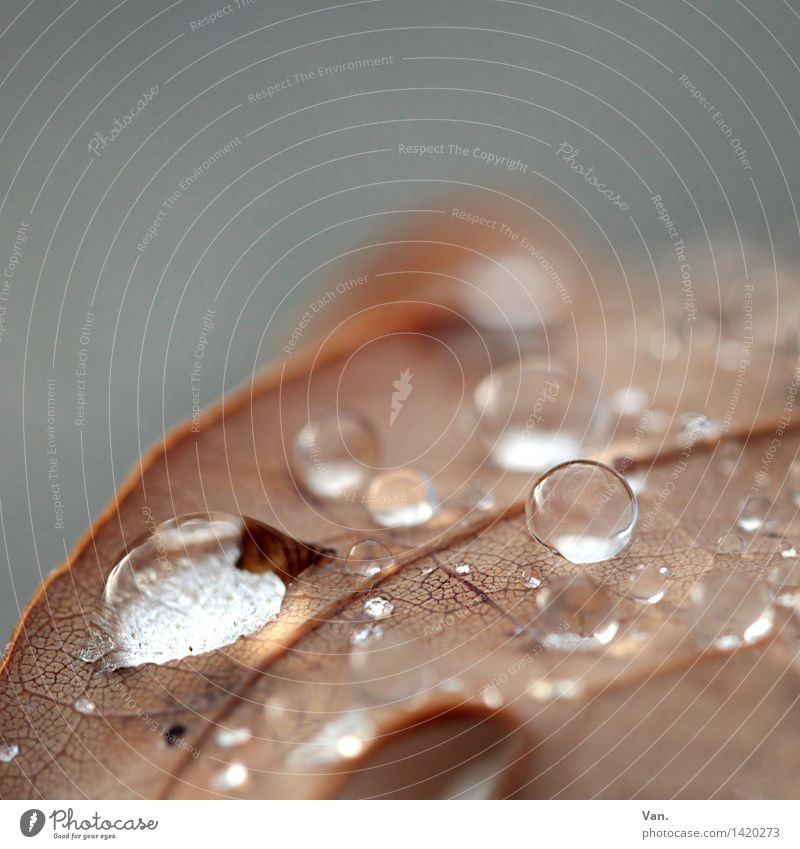 after the rain comes sun Nature Plant Drops of water Autumn Leaf Wet Brown Gray Colour photo Subdued colour Exterior shot Detail Macro (Extreme close-up)