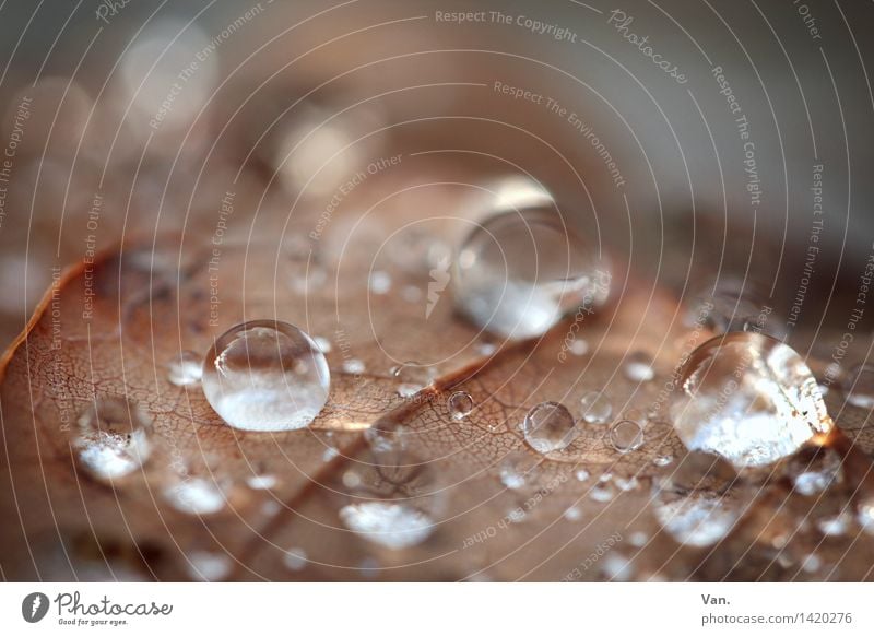 round thing Nature Water Drops of water Autumn Rain Leaf Dew Fresh Wet Brown Glittering Illuminate Colour photo Subdued colour Exterior shot Close-up Detail