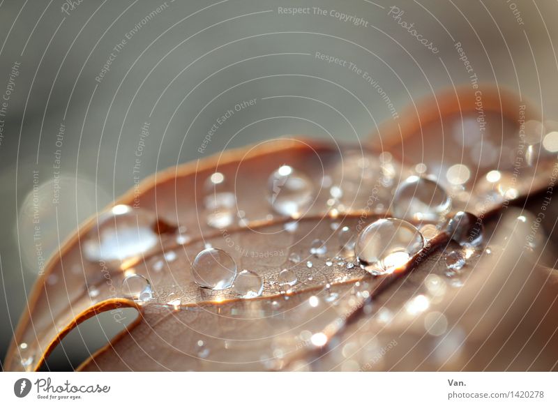 that pearls Nature Water Drops of water Autumn Leaf Garden Fresh Wet Brown Rachis Colour photo Multicoloured Exterior shot Close-up Detail