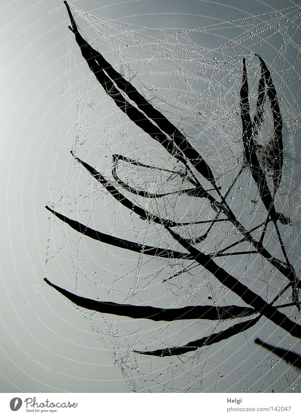 Spider webs with dewdrops against the light surround seed pods against a grey background Spider's web Network Multiple Long Thin Canola Seed Water