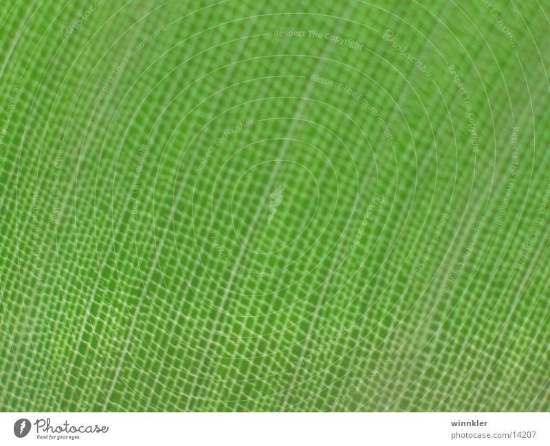 green megablatt Plant Leaf Vessel Green Macro (Extreme close-up) Structures and shapes