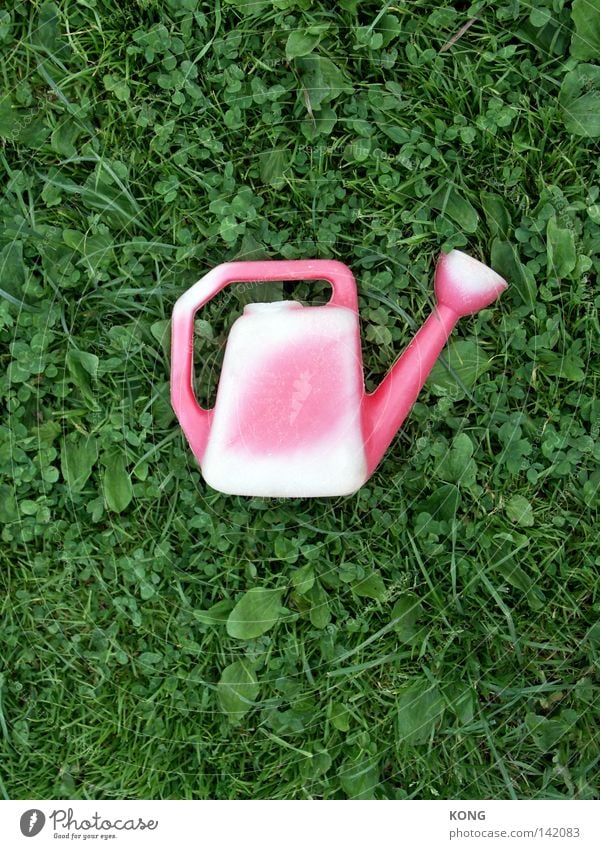 sunburn Jug Watering can Cast Bleached UV radiation Sunlight Pallid Meadow Lawn Grass Blade of grass Middle Central Red Pink Green Decoration Craft (trade)
