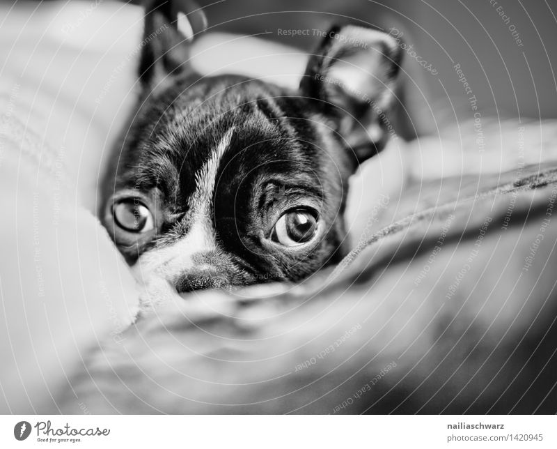 Boston Terrier Puppy Animal Pet Dog 1 Baby animal Relaxation Lie Looking Sleep Sadness Friendliness Happiness Healthy Small Natural Curiosity Cute Black White
