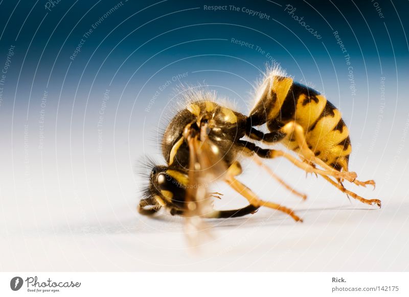 Lifeless 2. Sleep Kill Wasps Hornet Hymenoptera Insect Crawl Death Compound eye Feeler Blur Checkmark Tiny hair Glittering Chitin Armor-plated Hunter Thief