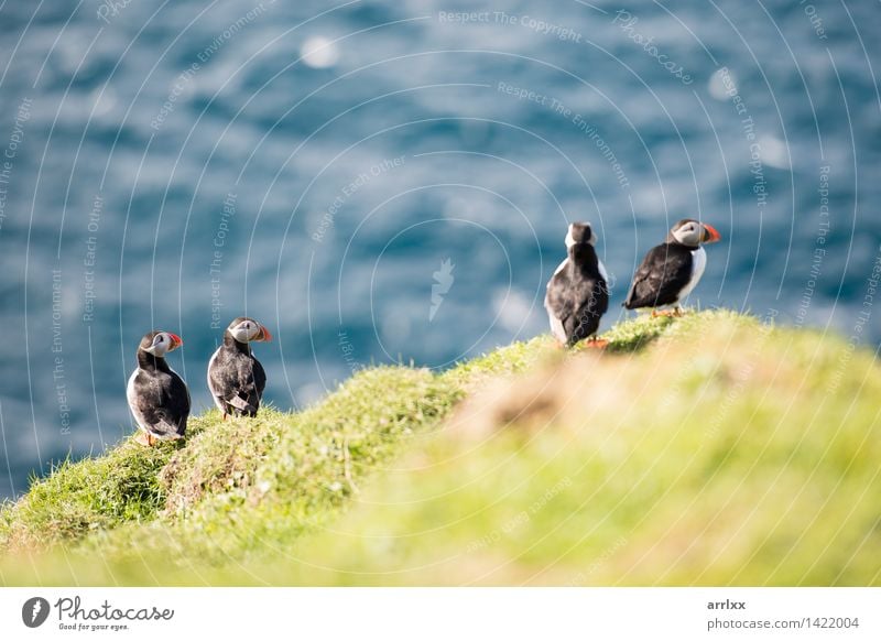 Atlantic puffins, Fratercula arctica Ocean Nature Animal Grass Bird Funny Natural Cute Wild Blue Black White Puffin Feather colourful Living thing fratercula