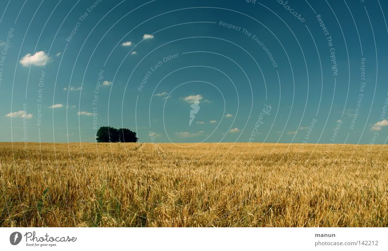 Summer Field Grain Healthy Well-being Calm Nature Landscape Air Sky Clouds Horizon Beautiful weather Wind Warmth Tree Agricultural crop Fresh Hot Clean Blue