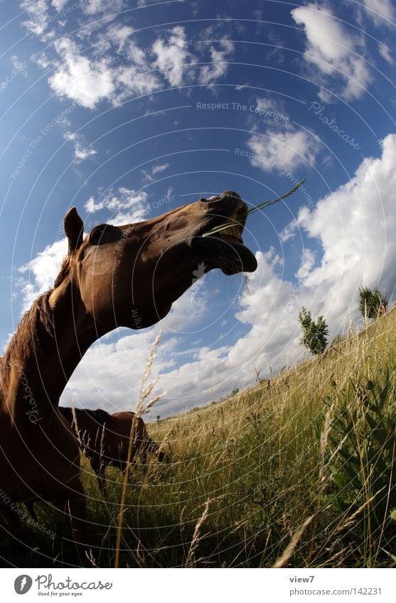 Story. Horse Animal Nostrils Nose Set of teeth Horse's bite Lips Snout Field Meadow Pasture Willow tree Fisheye Gray (horse) Agriculture Detail Clouds