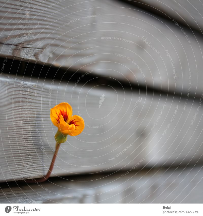 hold on... Nature Plant Autumn Beautiful weather Blossom Nasturtium Garden Wall (building) Wood Blossoming Growth Authentic Exceptional Simple Uniqueness Small