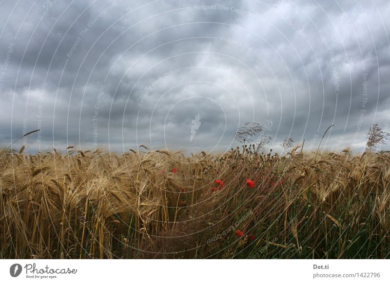 Barley ripe Nature Plant Clouds Storm clouds Summer Bad weather Wind Gale Agricultural crop Field Threat Dark Agriculture Mature Poppy Sowing Colour photo