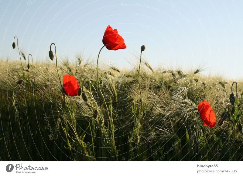 Poppies and more Poppy Corn poppy Grain Barley Red Sky Field Ear of corn Flower Summer