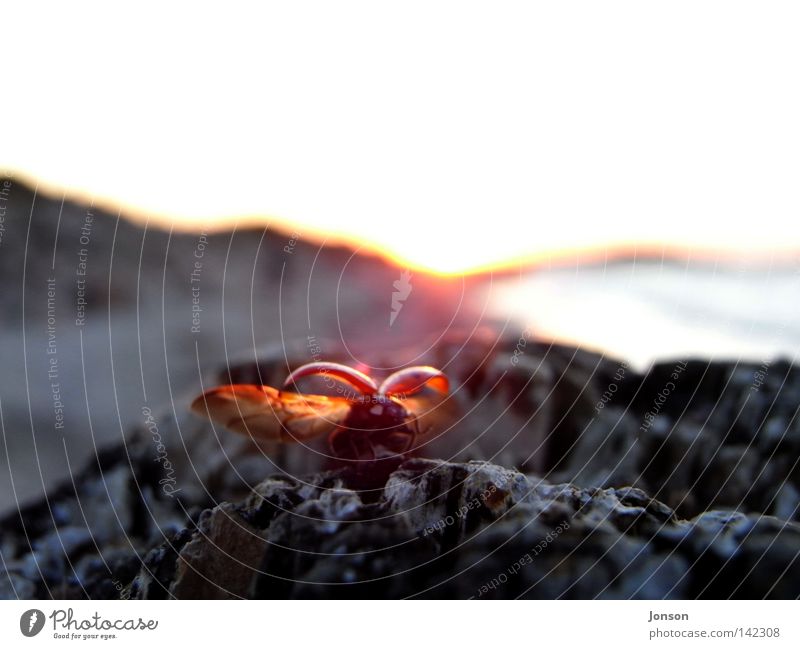 departure Ladybird Departure Flying Free Freedom Far-off places Ocean Beetle Baltic Sea Sun Sunset Stone Rock Escape Evening Doomed Goodbye Home country Insect